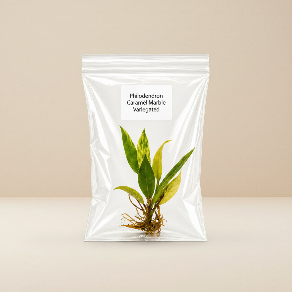Rare Philodendron Caramel Marble
