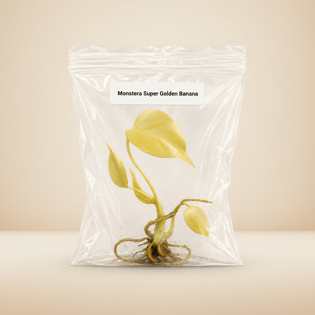 Monstera Super Golden Banana