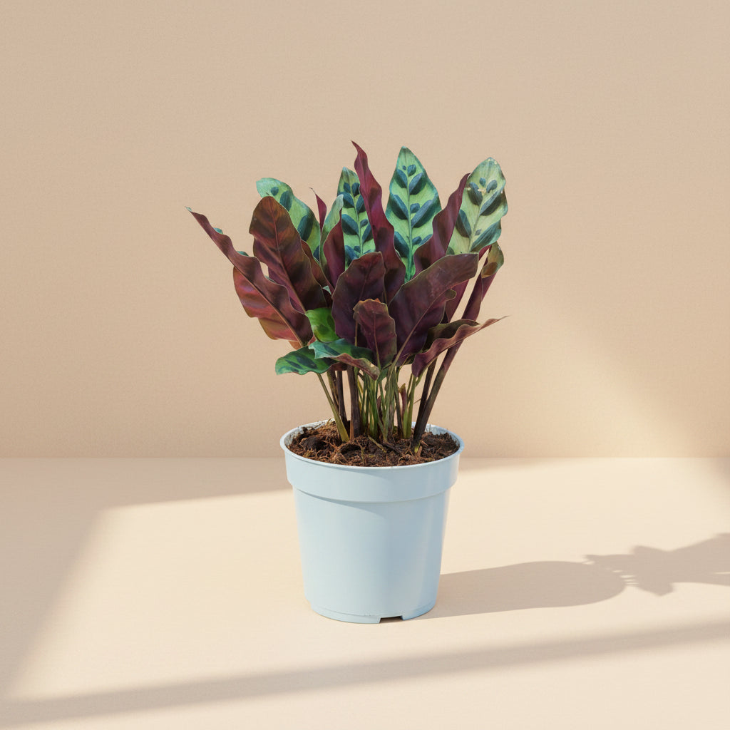 Rattlesnake Calathea
