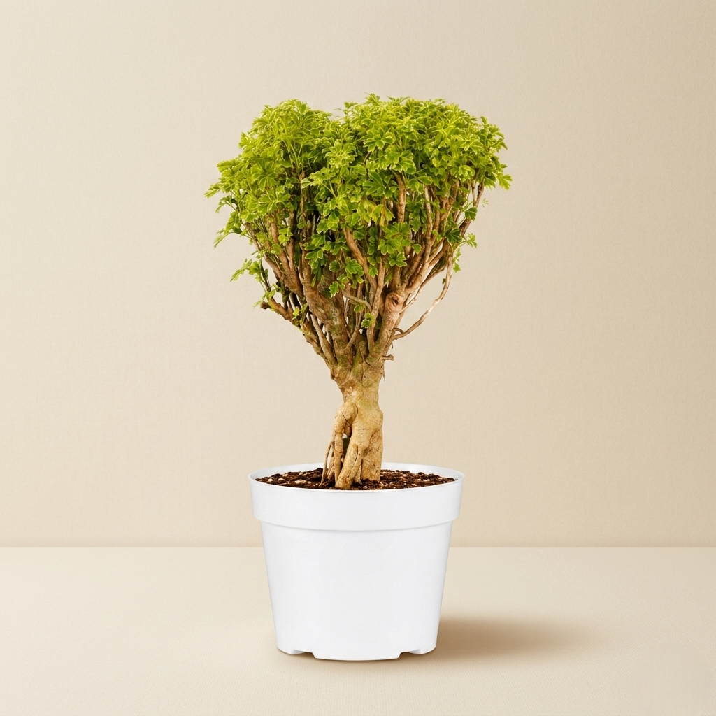 Ming Aralia Gold Bonsai Tree