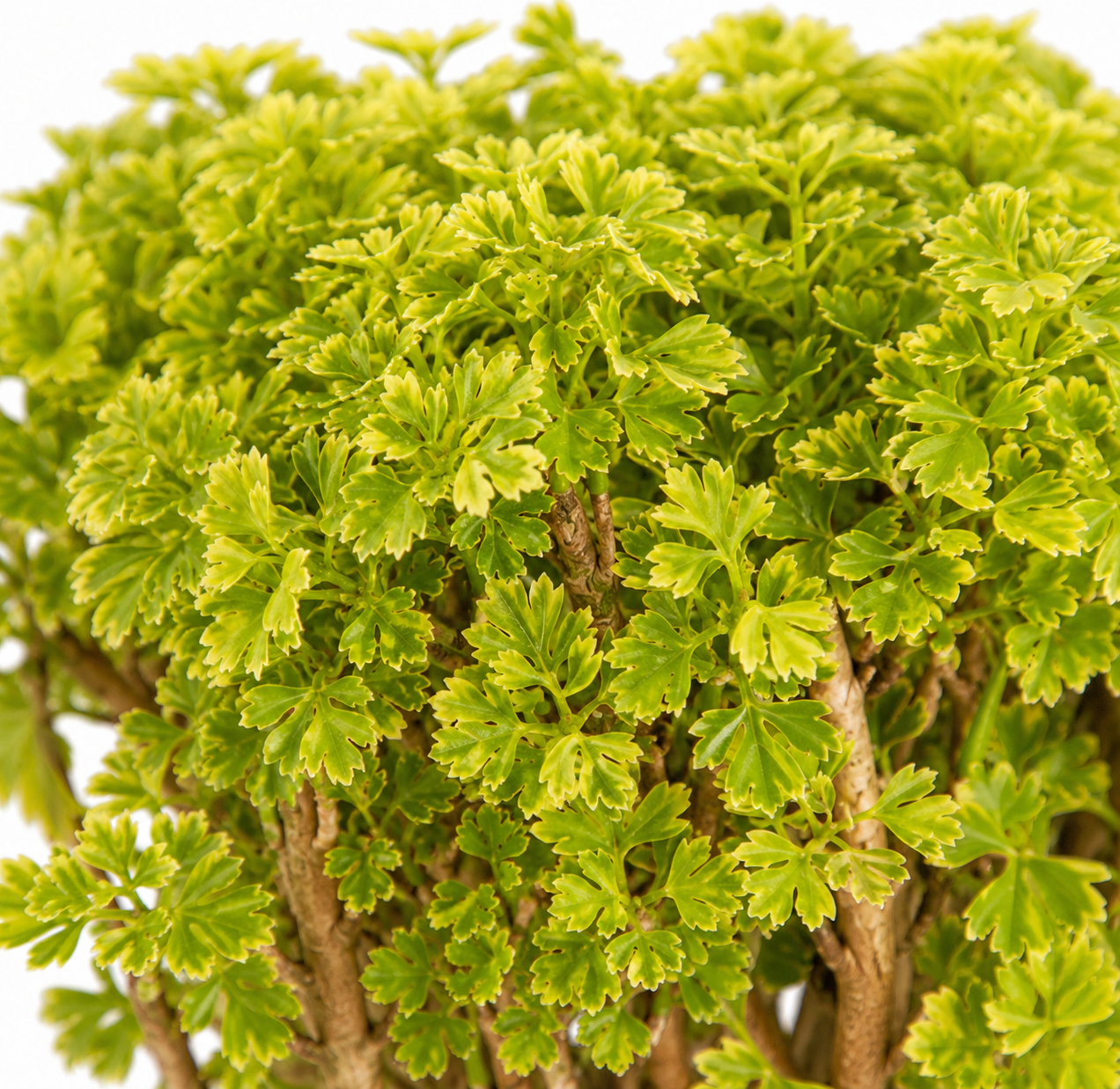 Ming Aralia Gold Bonsai Tree Live Plant