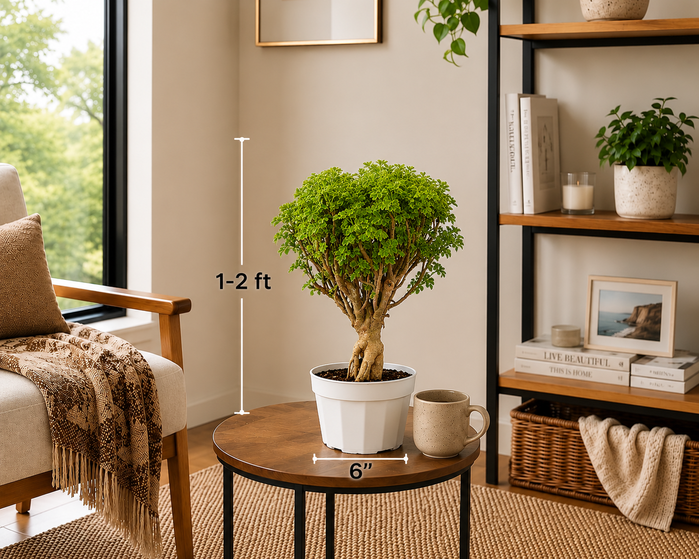 Ming Aralia Gold Bonsai Tree Live Plant