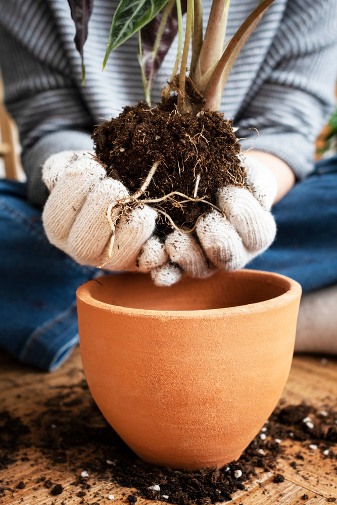 Plant Mailer
