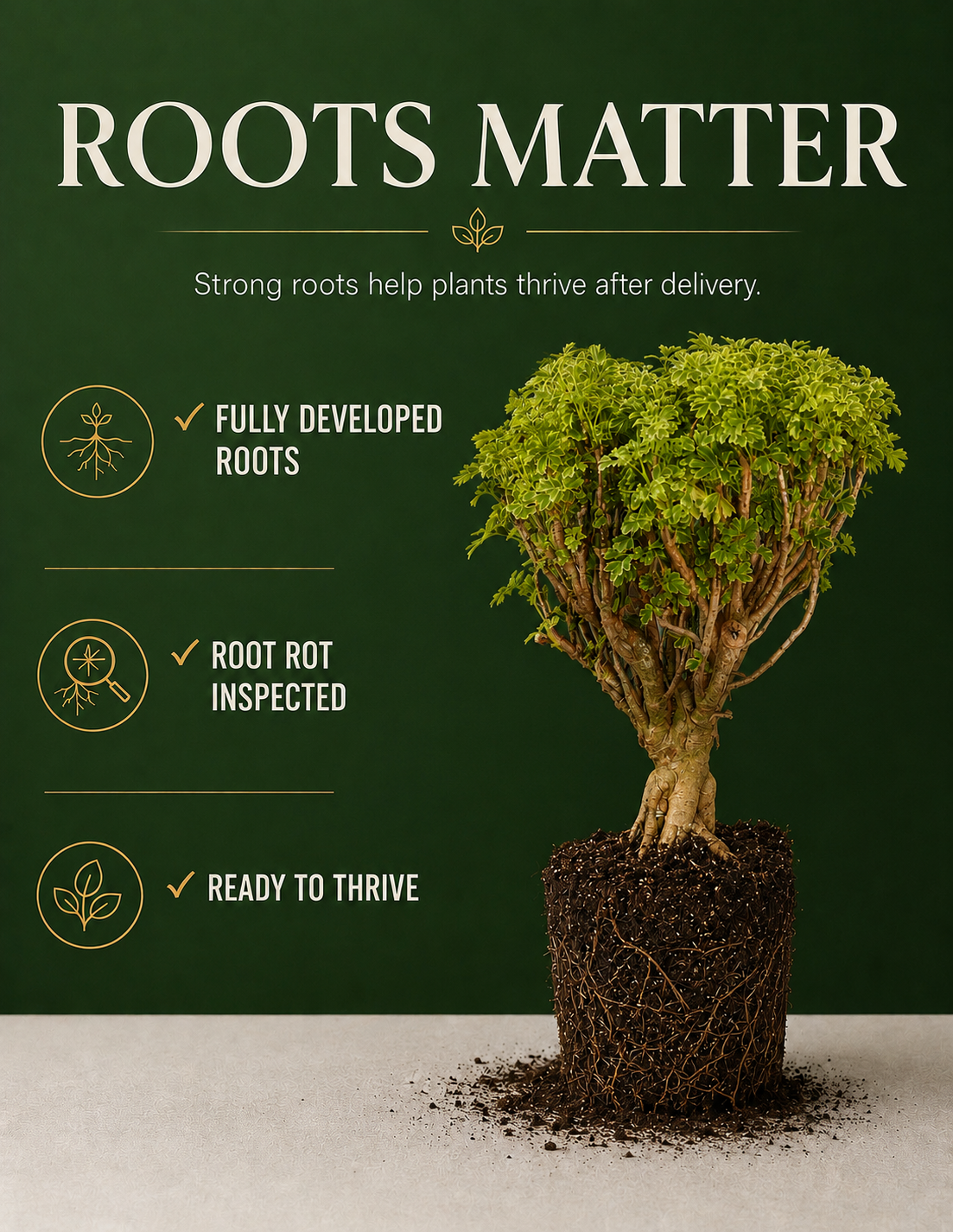 Ming Aralia Gold Bonsai Tree Live Plant