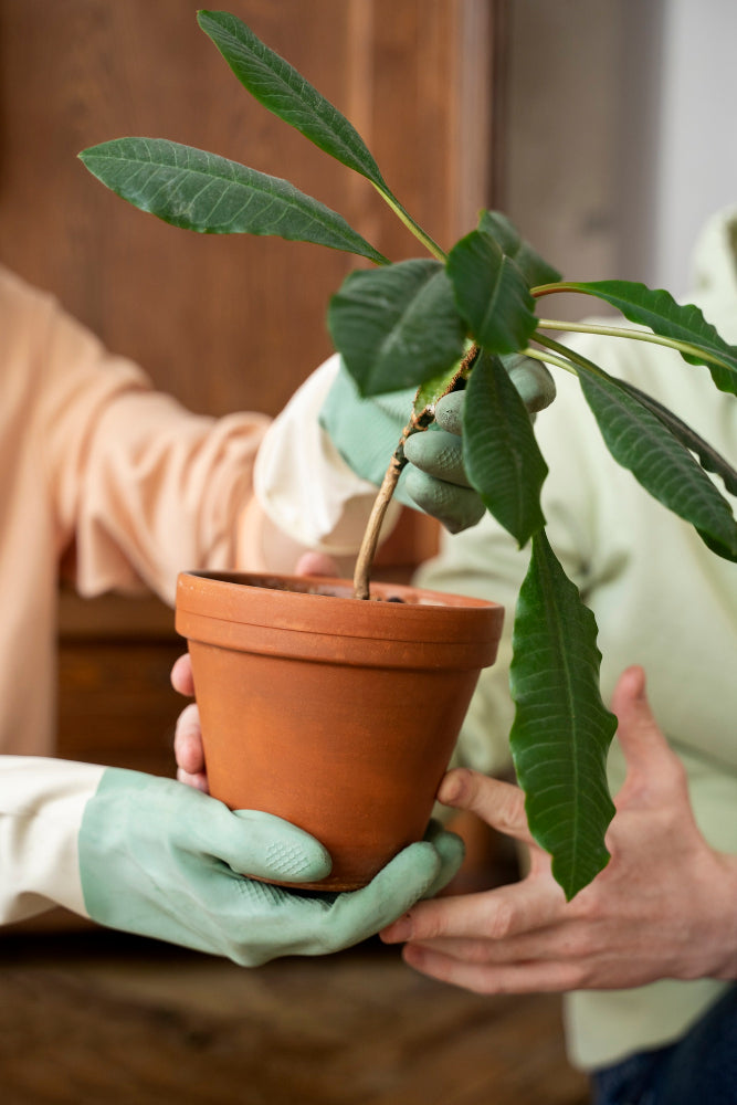 Plant Mailer