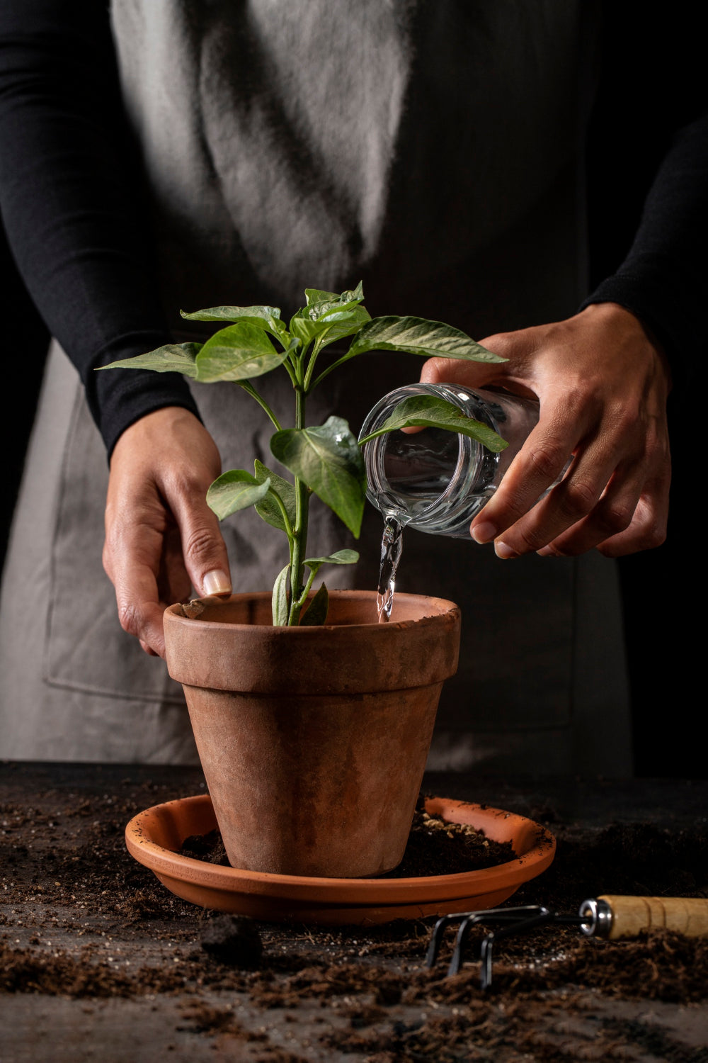 Plant Mailer