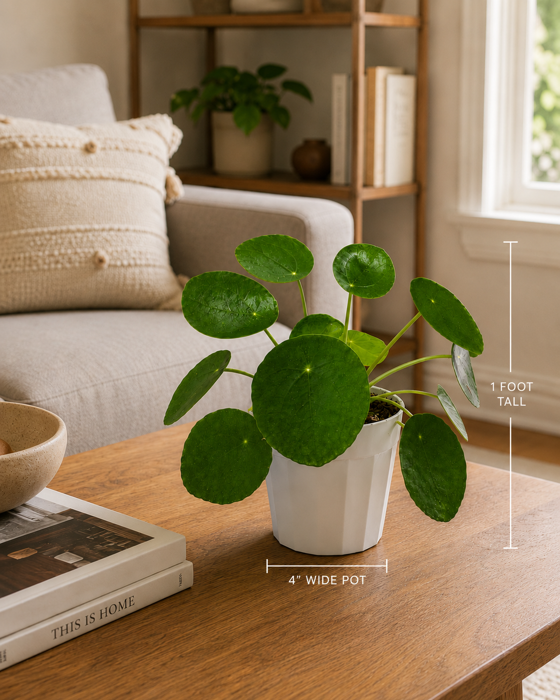 Chinese Money Plant