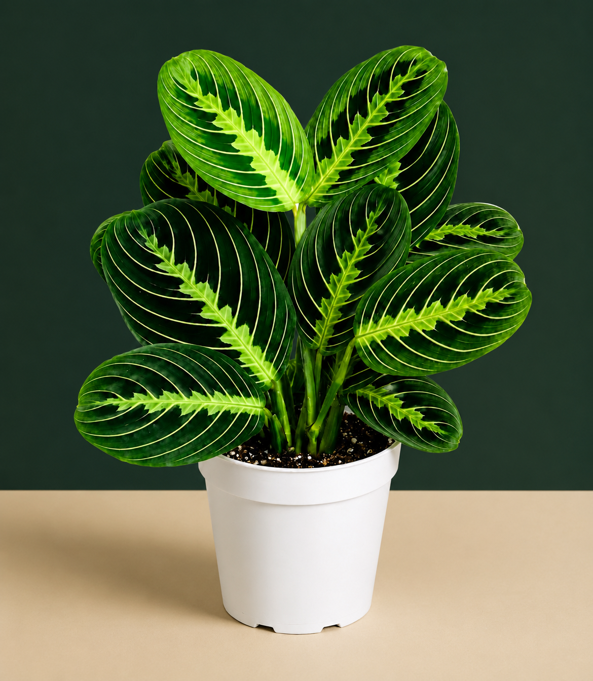 Lemon Lime Maranta Live Plant