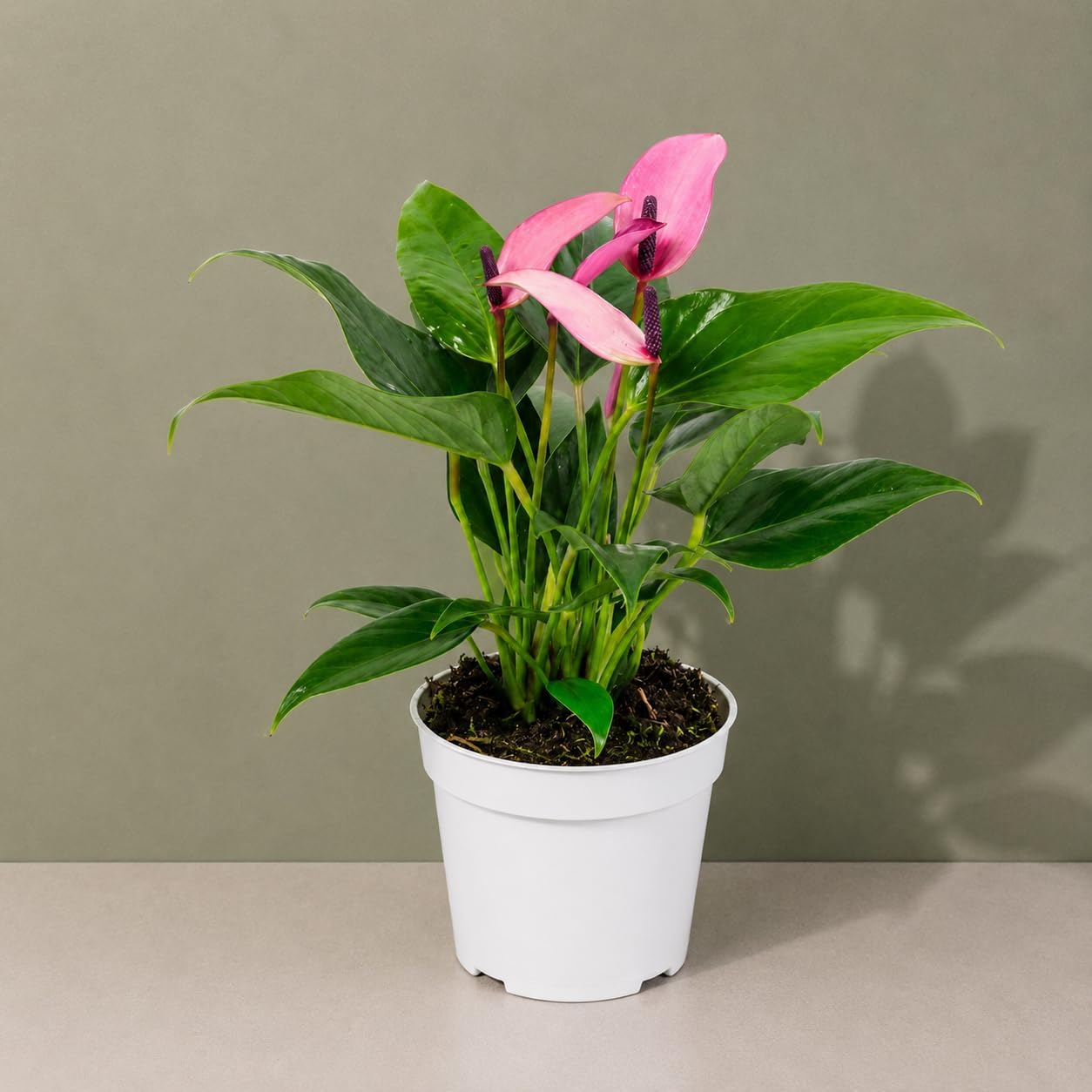 Anthurium Purple Zizou Live Plant
