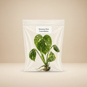 Monstera Thai Constellation Tissue Culture Starter Plant