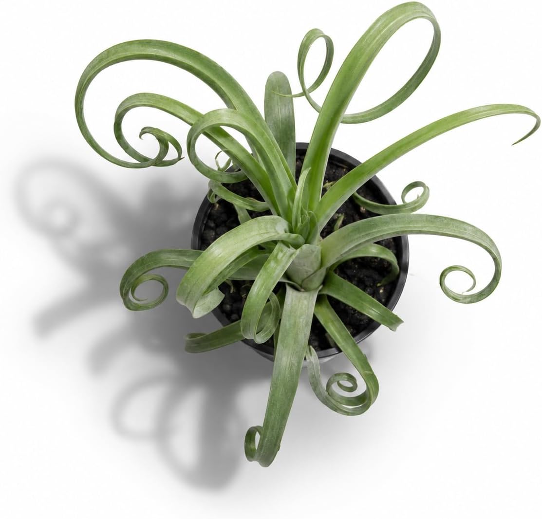 Large Tillandsia Curly Slim Live Air Plant