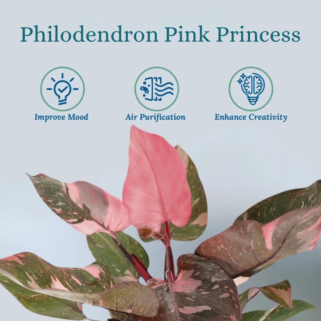 Pink Princess Philodendron Live Plant