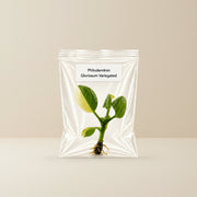 Rare Philodendron Gloriosum Variegated Tissue Culture Starter Plant