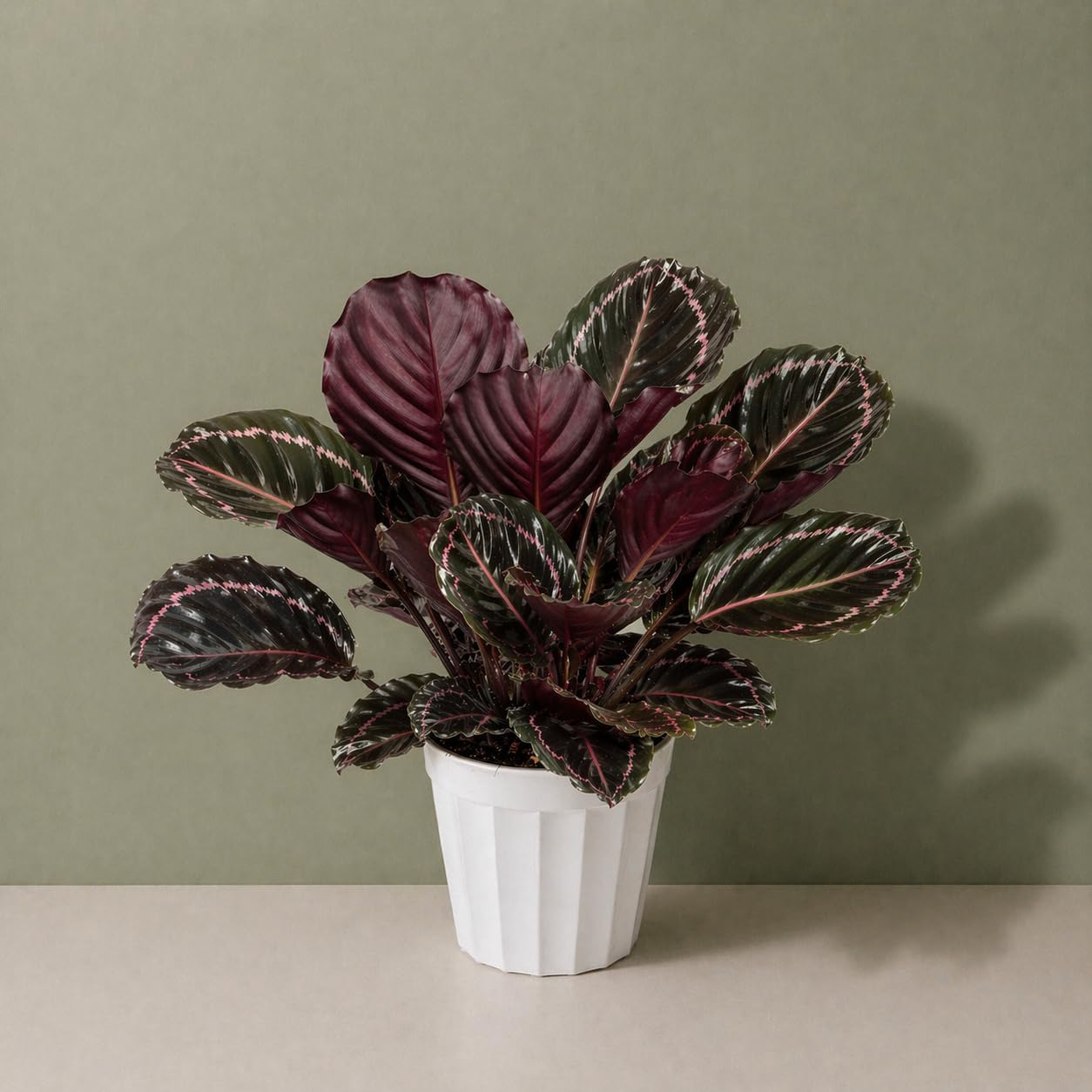 Large Calathea Dottie Live Plant