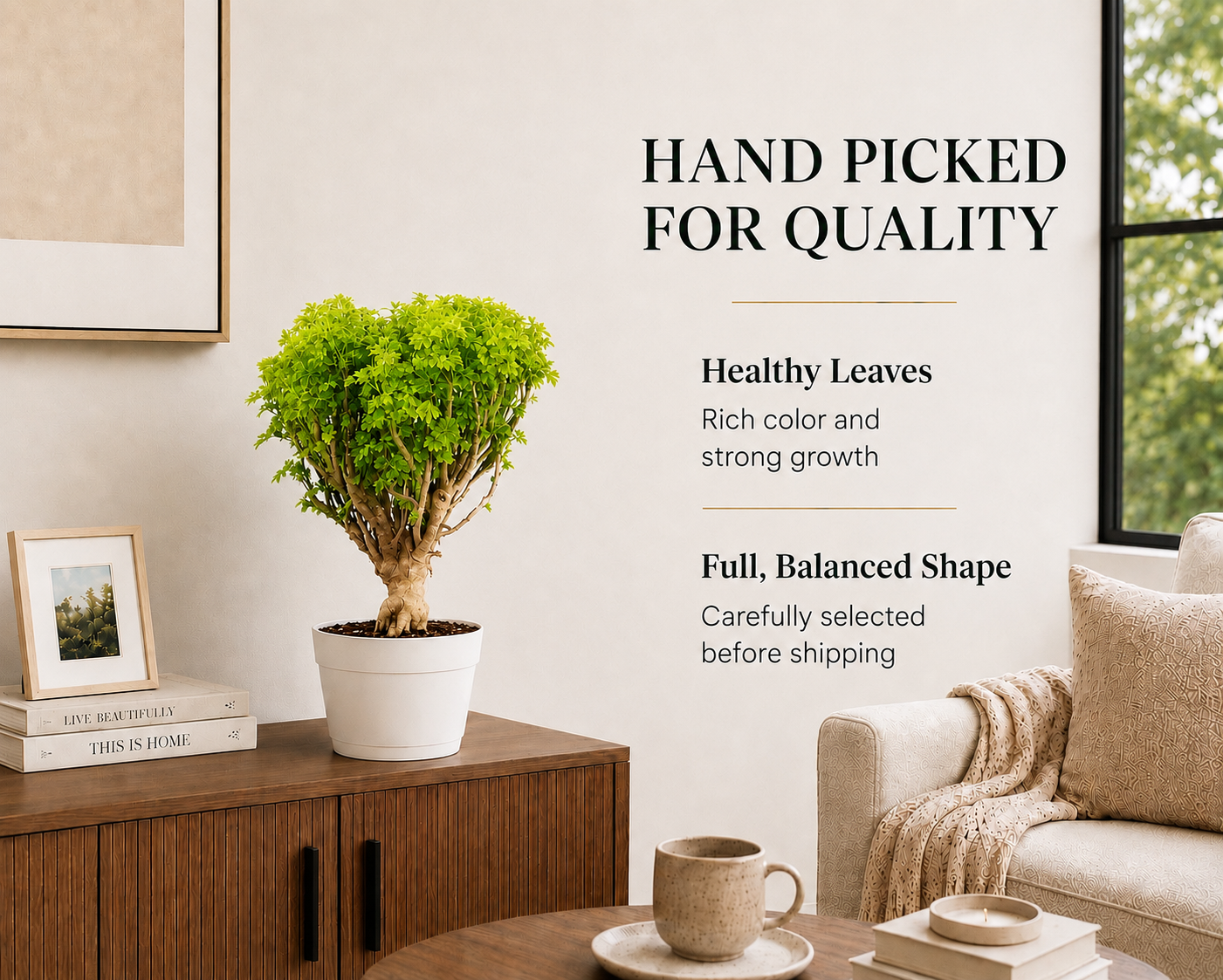 Ming Aralia Gold Bonsai Tree Live Plant