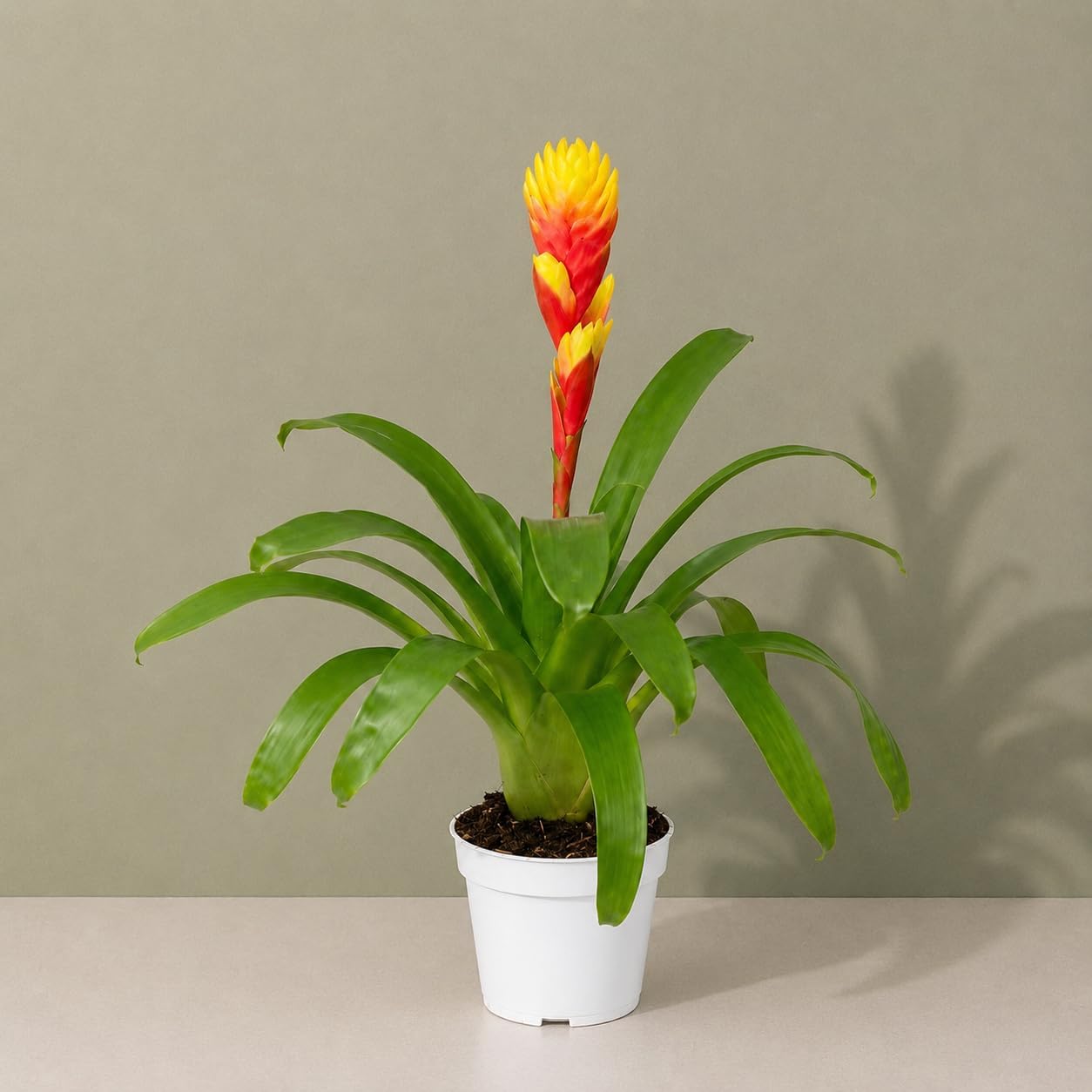 Bromeliad Tosca Live Plant