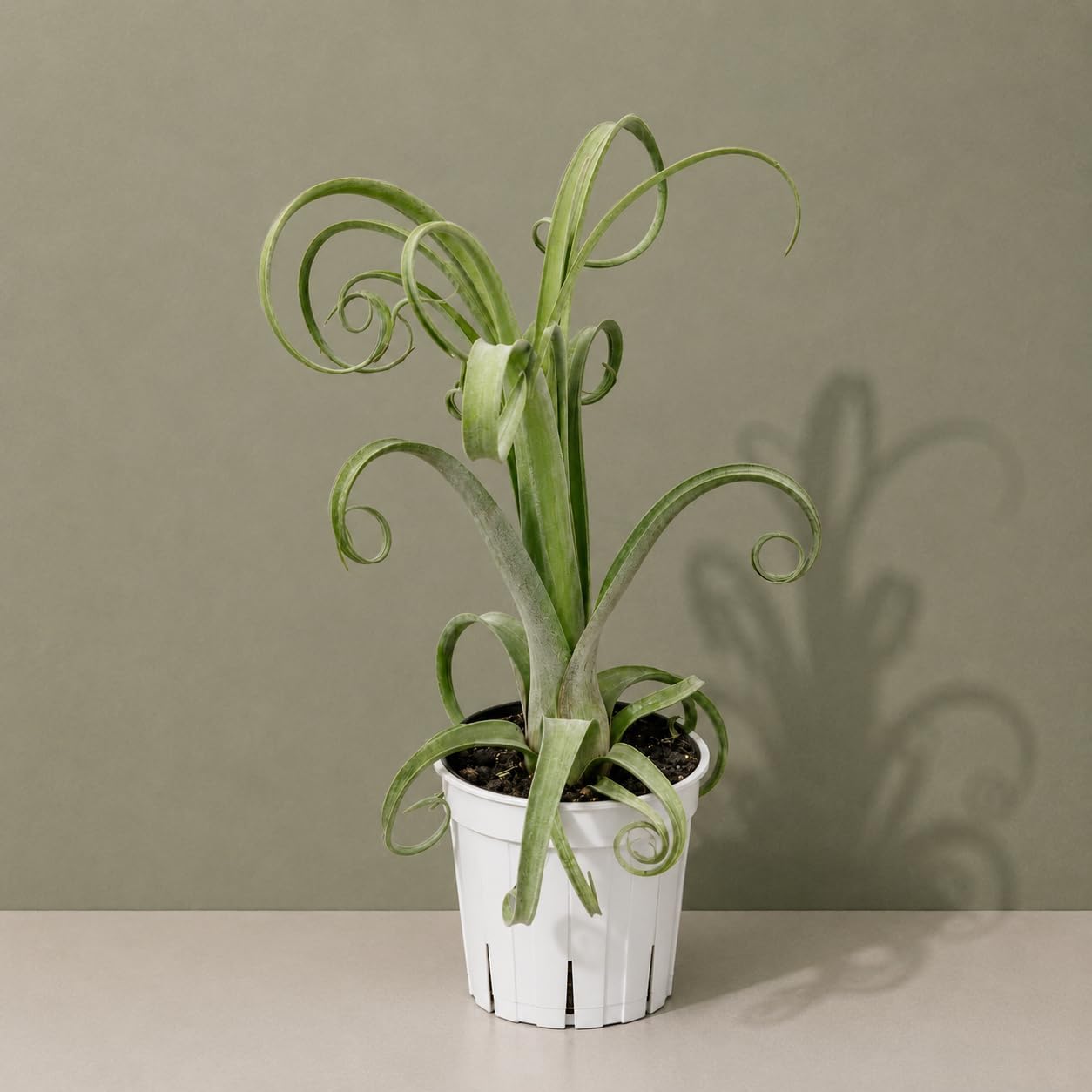 Large Tillandsia Curly Slim Live Air Plant