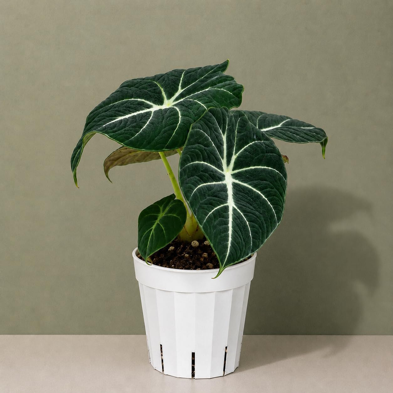 Alocasia Black Velvet Live Plant
