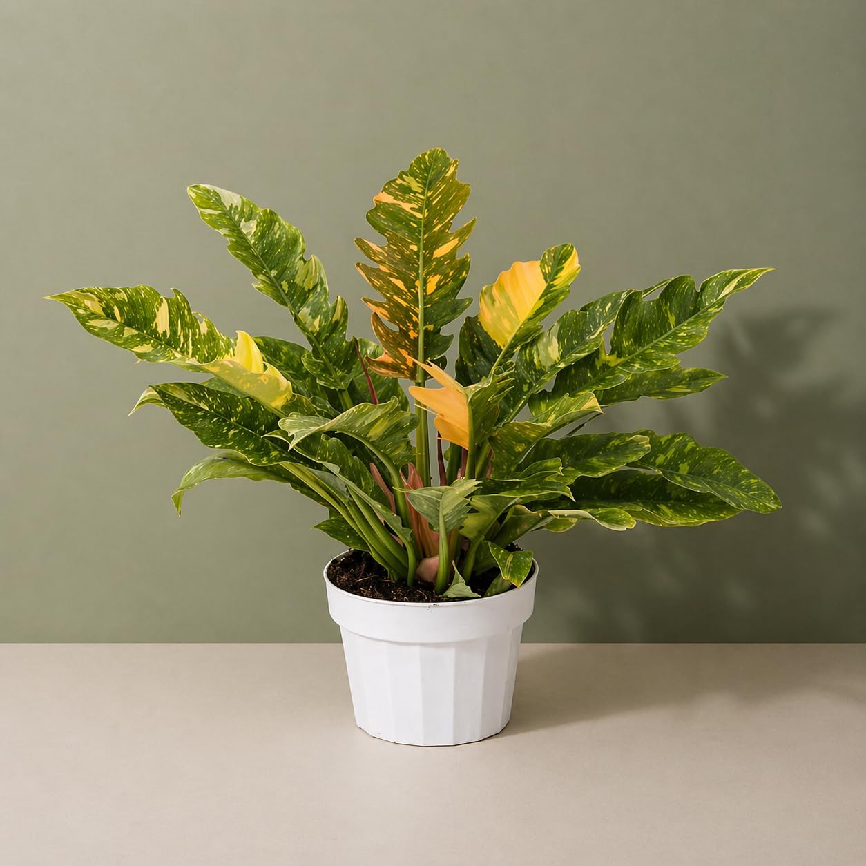 Philodendron Fire Variegated Live Plant