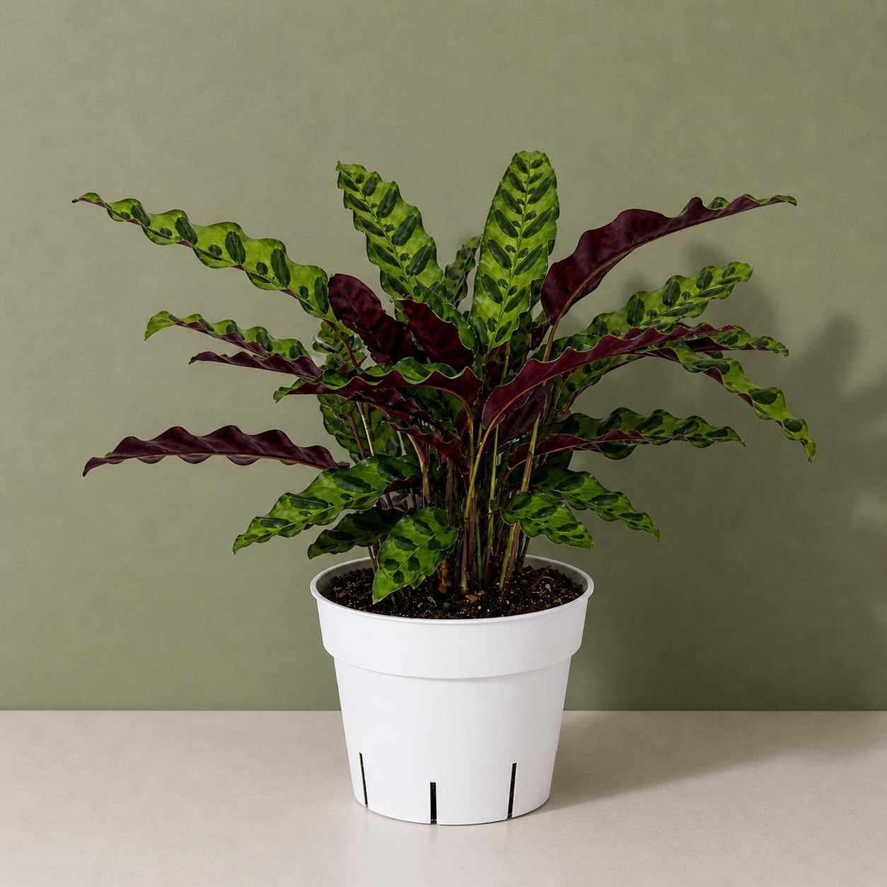 Rattlesnake Calathea Live Plant