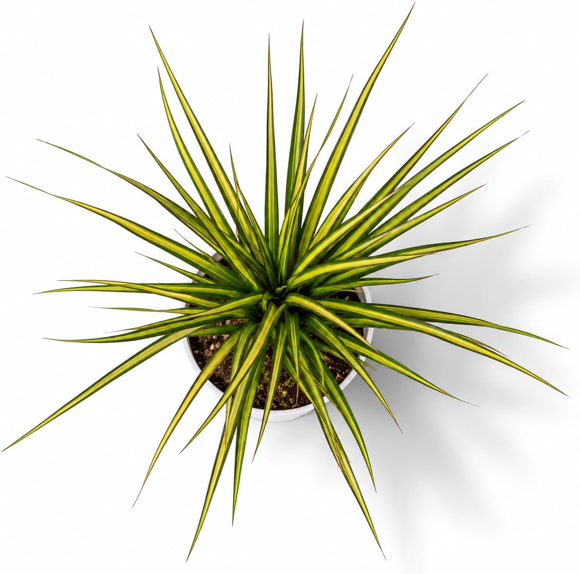 Dracaena Marginata Kiwi Live Plant