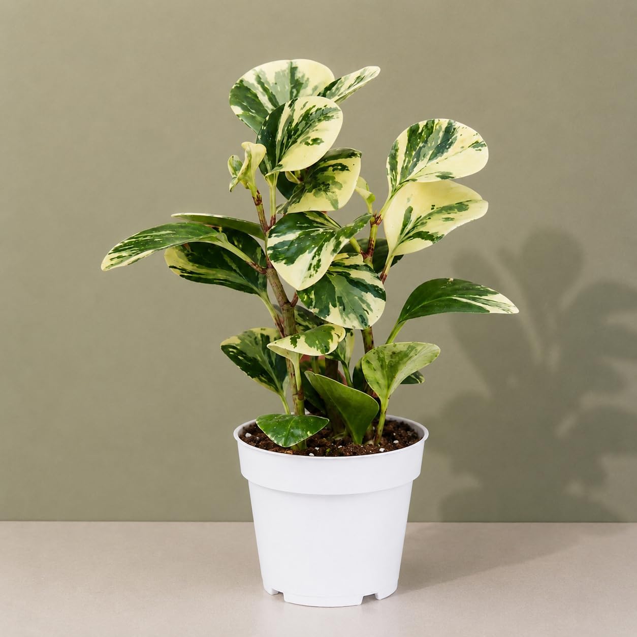 Peperomia Marble Live Plant