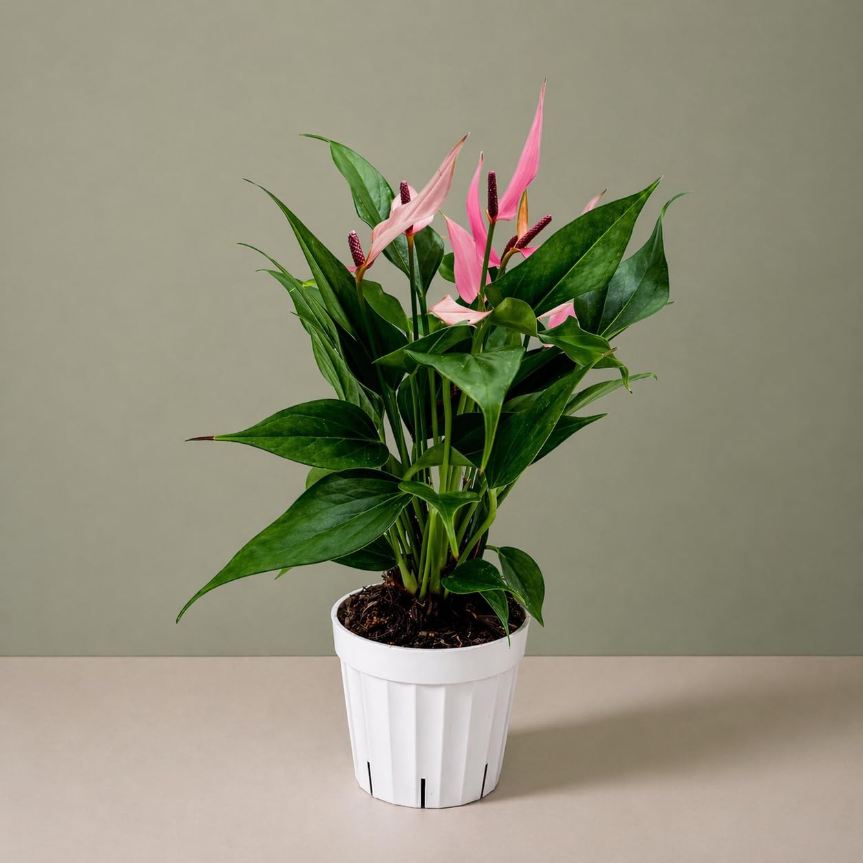 Anthurium Pink Lilli Live Plant