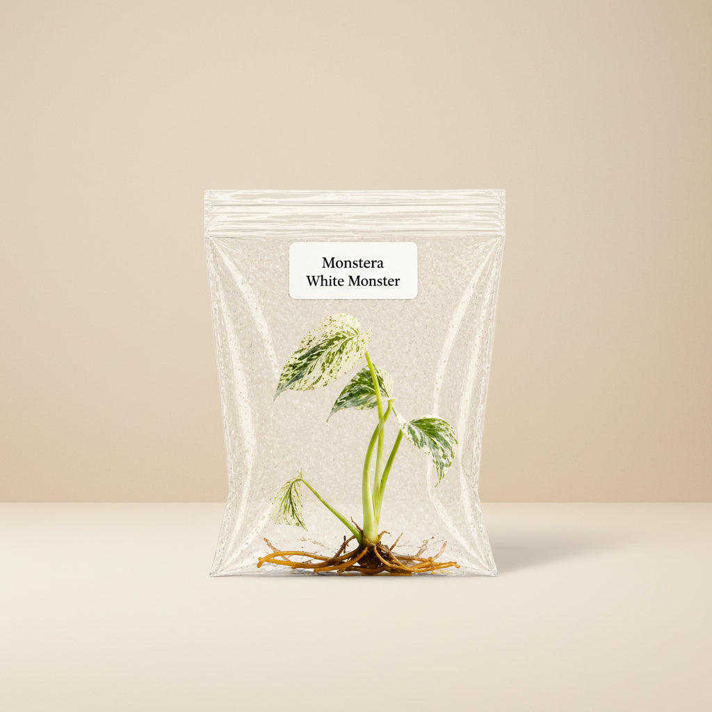 Rare Monstera White Monster Tissue Culture Starter Plants