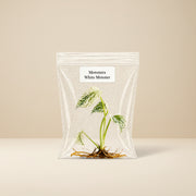 Rare Monstera White Monster Tissue Culture Starter Plants