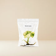 Monstera Legacy Tissue Culture Starter Live Plant