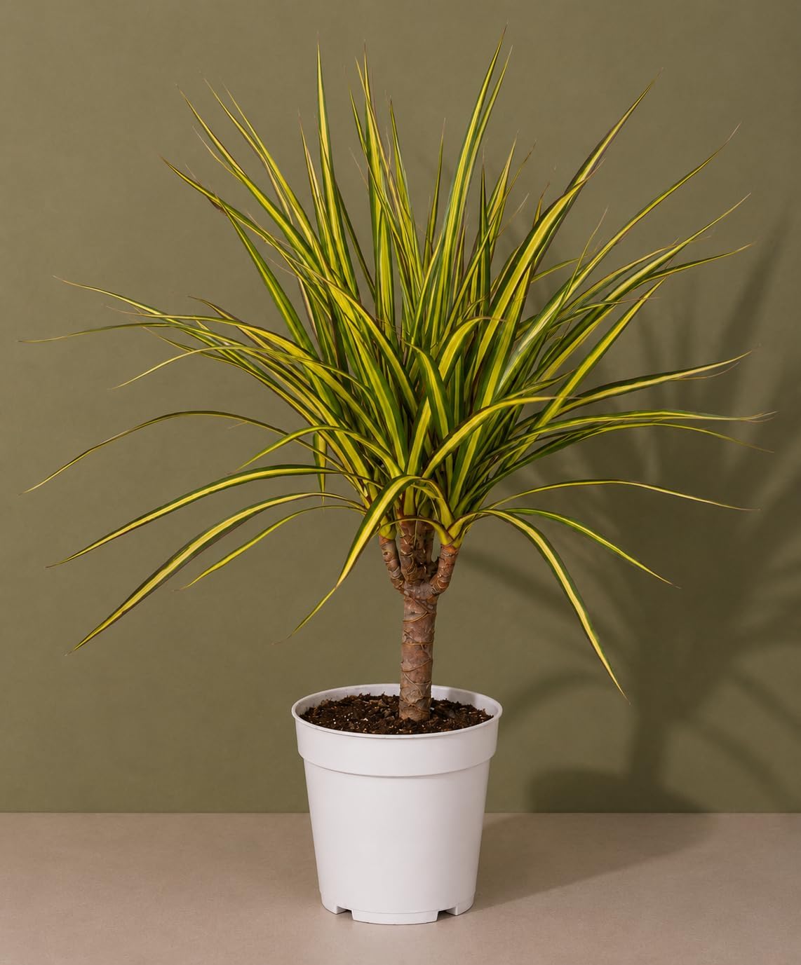 Dracaena Marginata Kiwi Live Plant