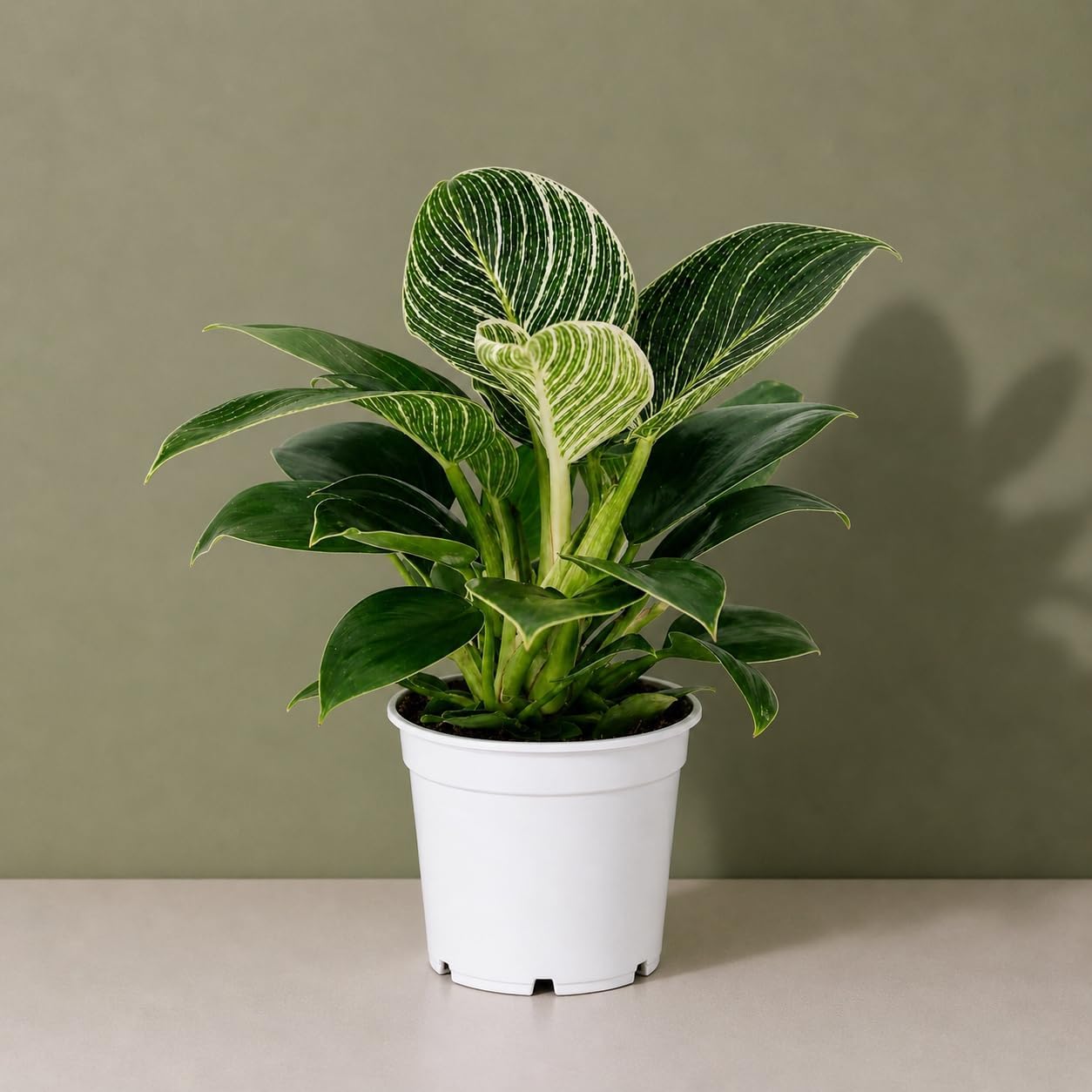 Philodendron Birken Live Plant