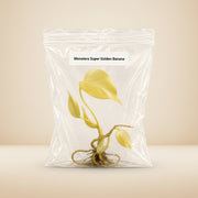 Monstera Super Golden Banana Tissue Culture Starter Live Plant