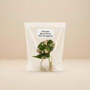 Rare Alocasia Black Velvet Pink Variegated Tissue Culture Live Plant Starter
