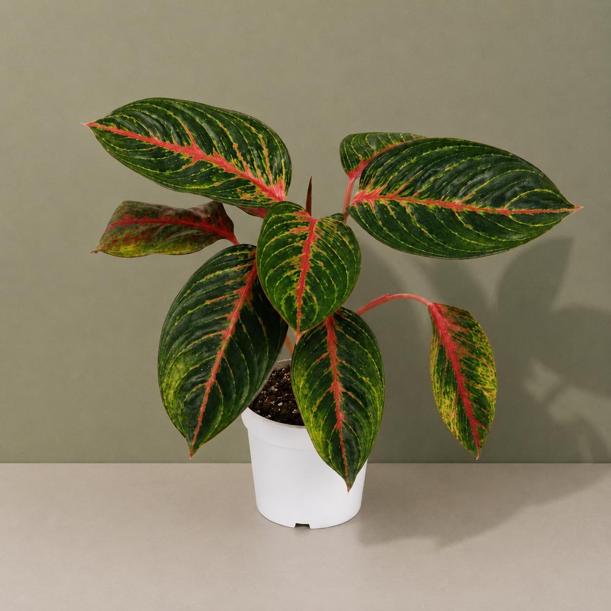 Aglaonema Garnet Live Plant