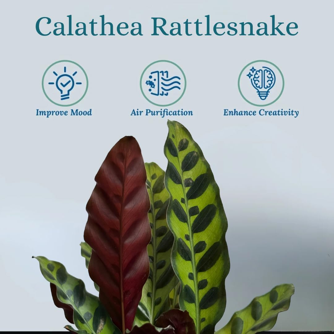 Rattlesnake Calathea Live Plant