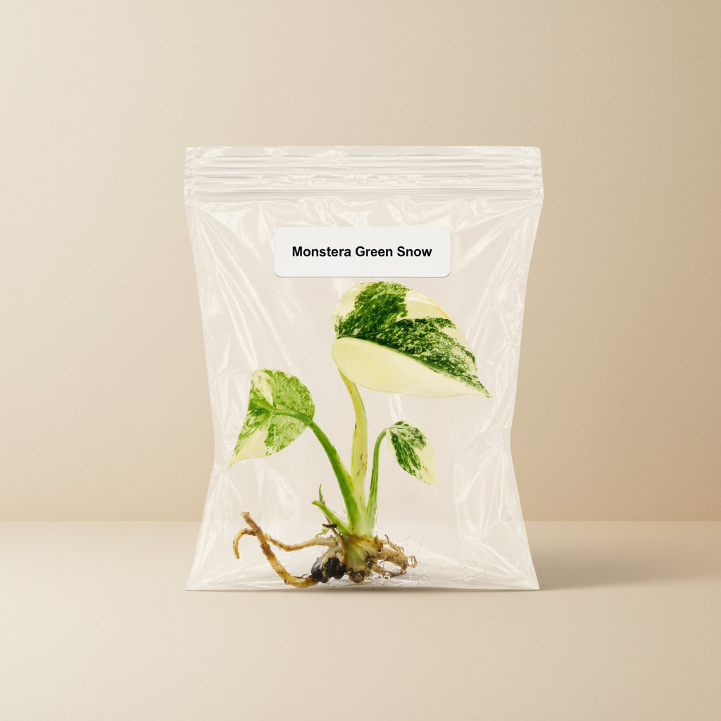 Monstera Green Snow Tissue Culture Starter Live Plant