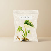 Monstera Green Snow Tissue Culture Starter Live Plant
