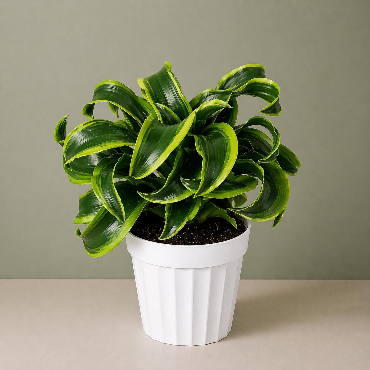 Dracaena Tornado Live Plant