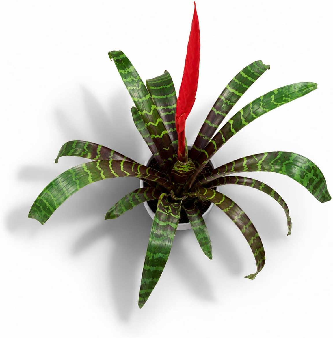 Bromeliad Flaming Sword Live Plant