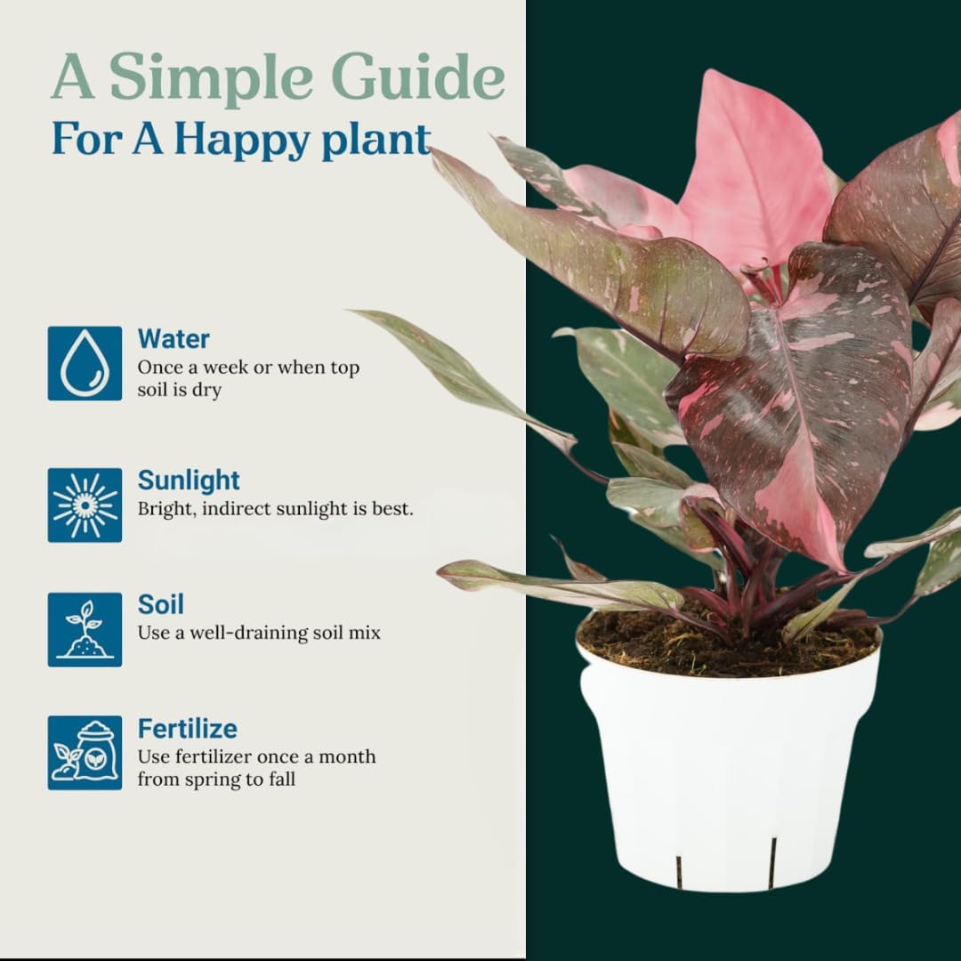 Pink Princess Philodendron Live Plant