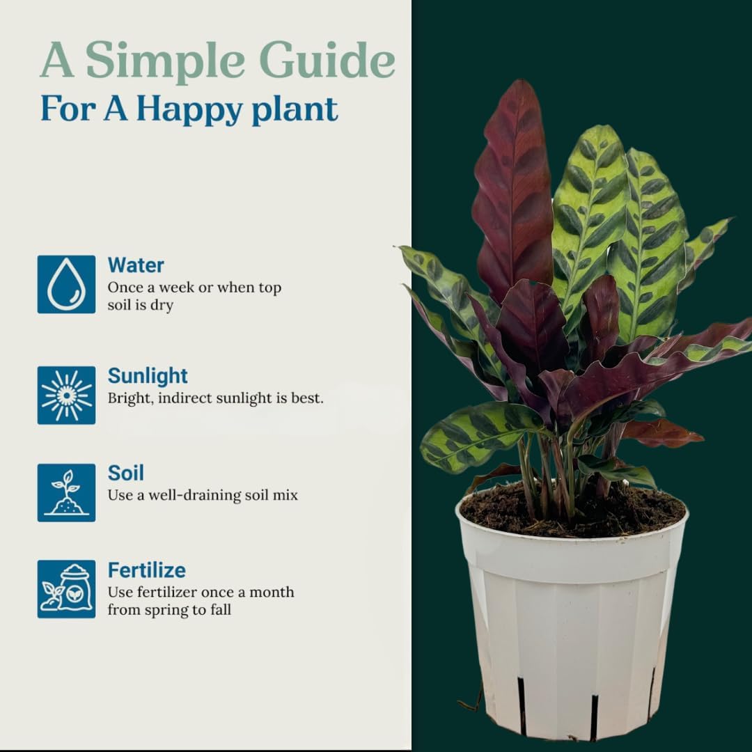 Rattlesnake Calathea Live Plant