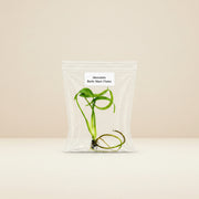 Monstera Burle Marx Flame Tissue Culture Starter Plant