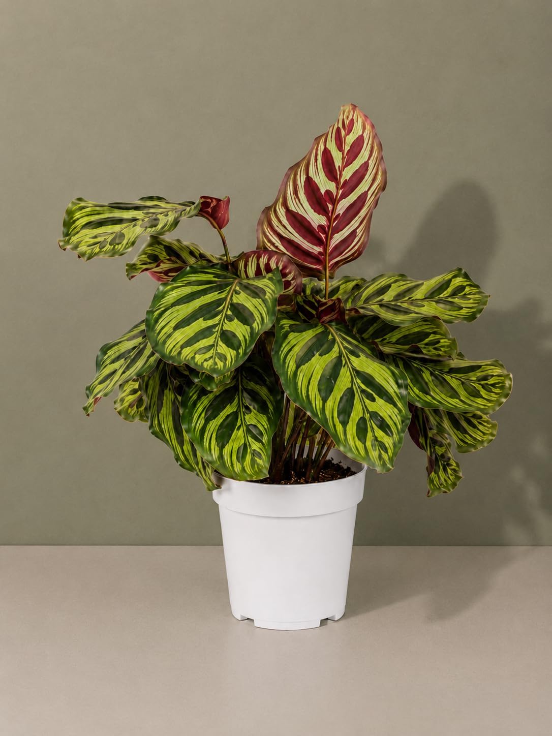 Calathea Peacock Live Plant