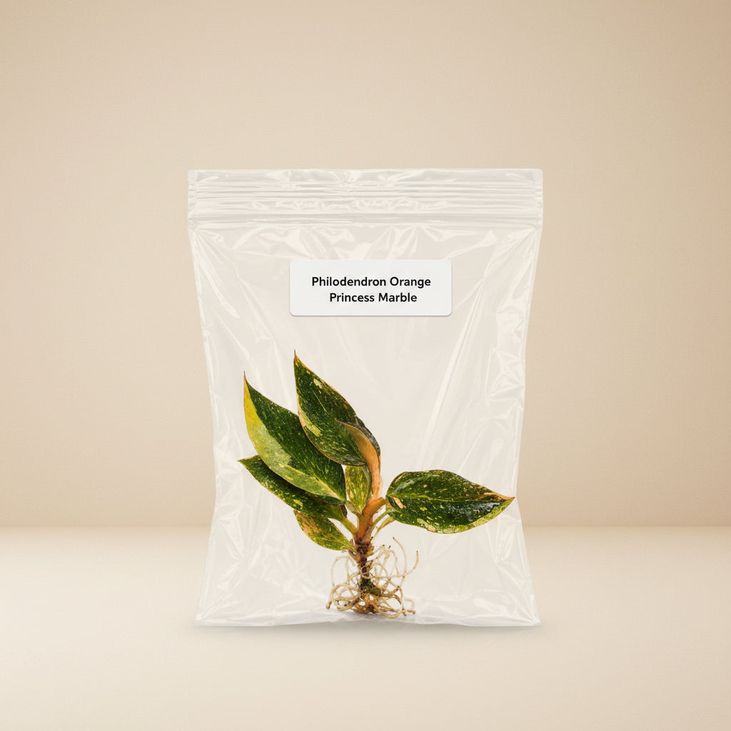 Philodendron Orange Princess Marble Tissue Culture Starter