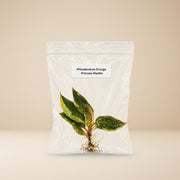 Philodendron Orange Princess Marble Tissue Culture Starter