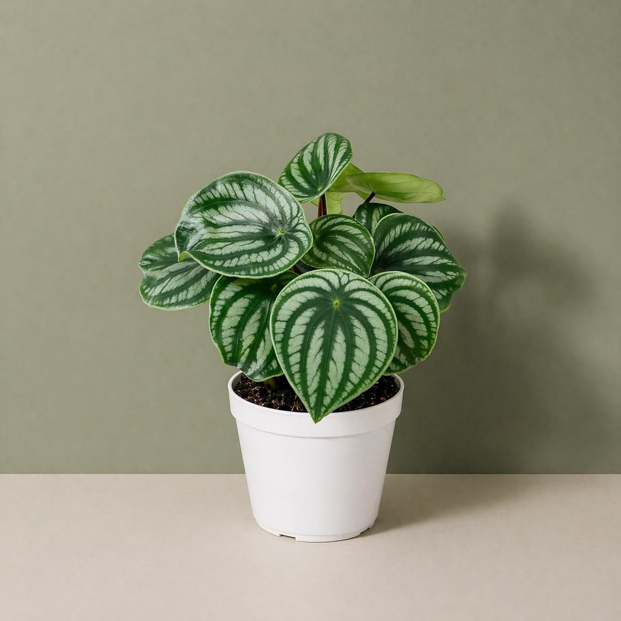 Peperomia Watermelon Live Plant