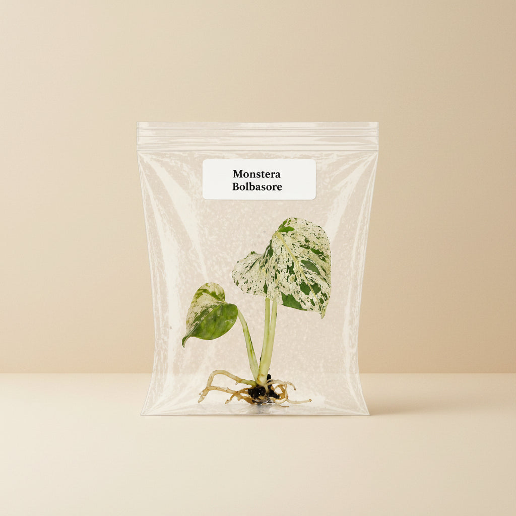 Rare Monstera Bolbasore Tissue Culture Starter Plant