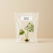 Rare Monstera Bolbasore Tissue Culture Starter Plant