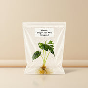 Rare Alocasia Dragon Scale Albo Variegated Tissue Culture Starter Plant